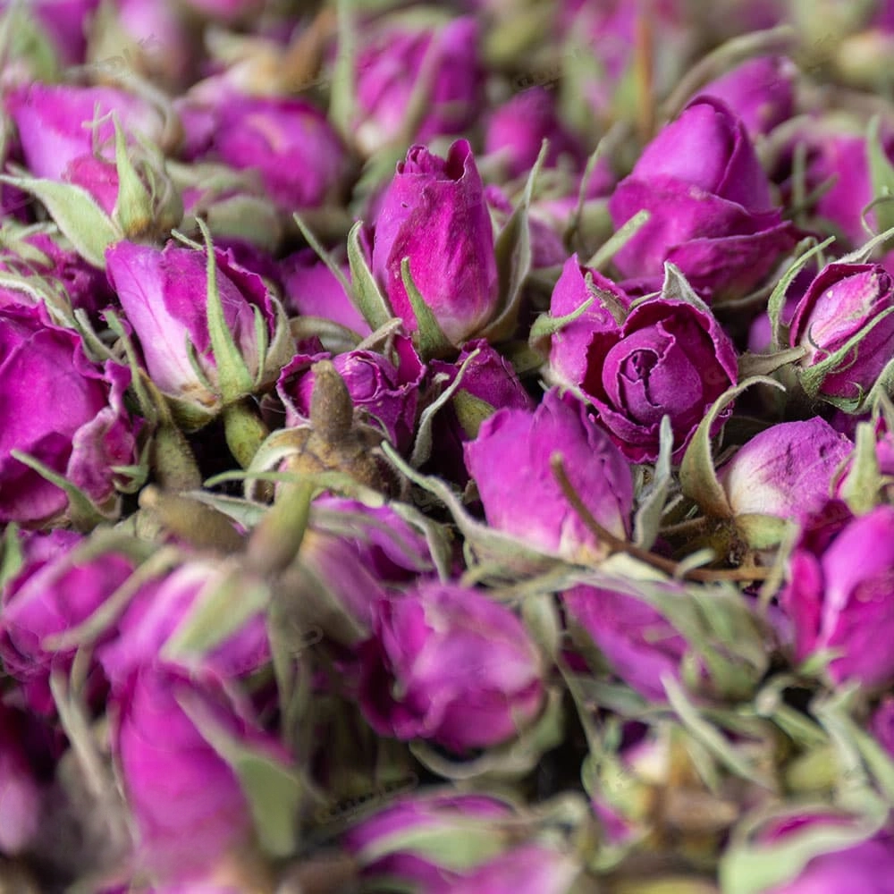 غنچه گل محمدی معطر